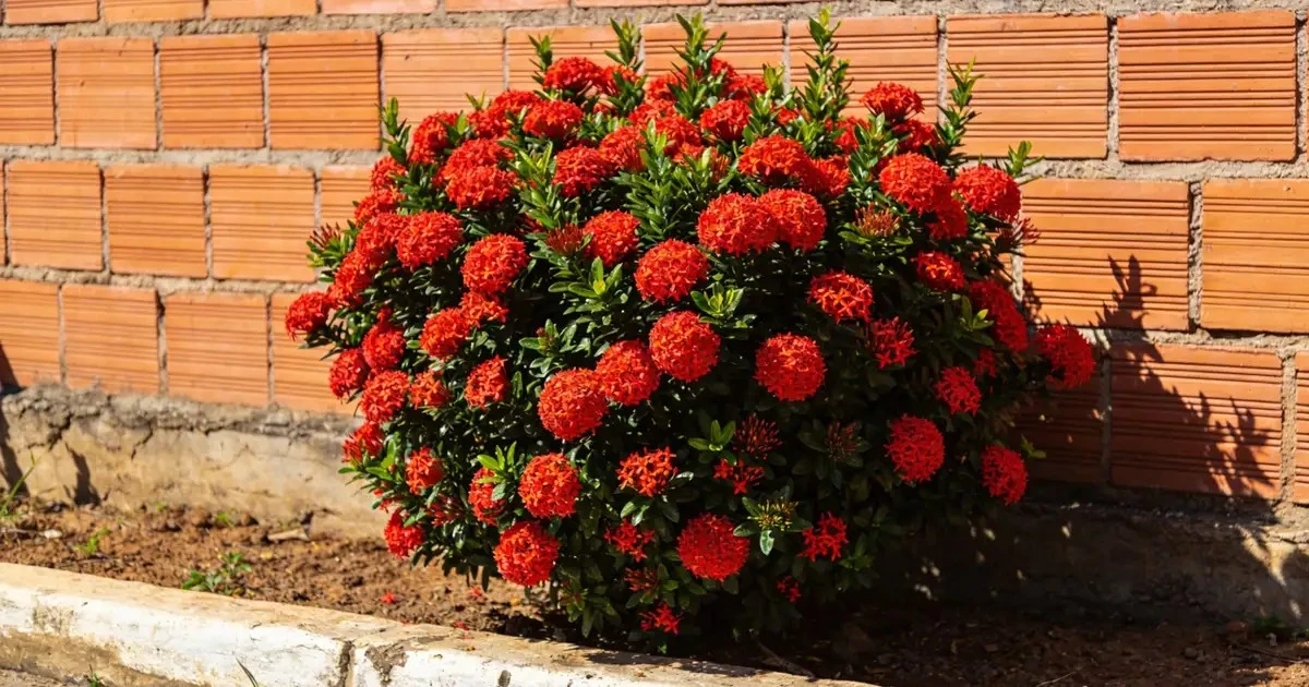 Morea kontra Ixora: pojedynek najodporniejszych roślin do Twojego ogrodu