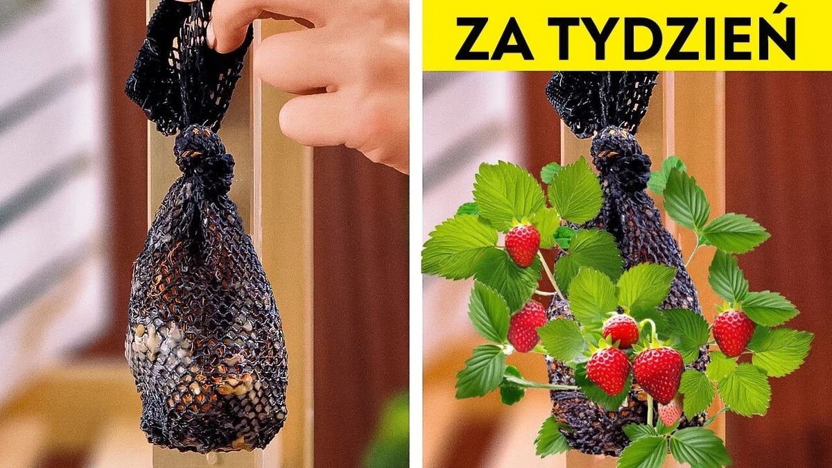 skrzynkazrobtos-extra-1.webp Skrzynka zrób to sam: Po co doświadczeni ogrodnicy wkopują gąbkę w doniczkę? - image 1