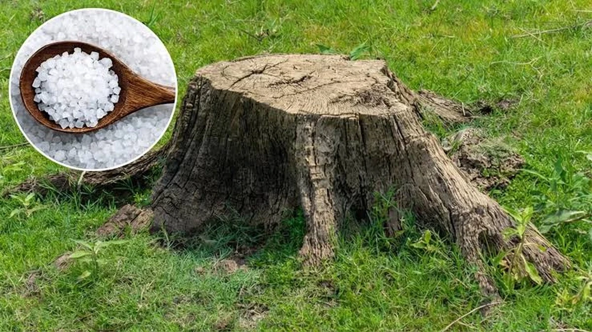 Nie pozostawiaj śladów: sprawdzona metoda usuwania pniaka w ogrodzie