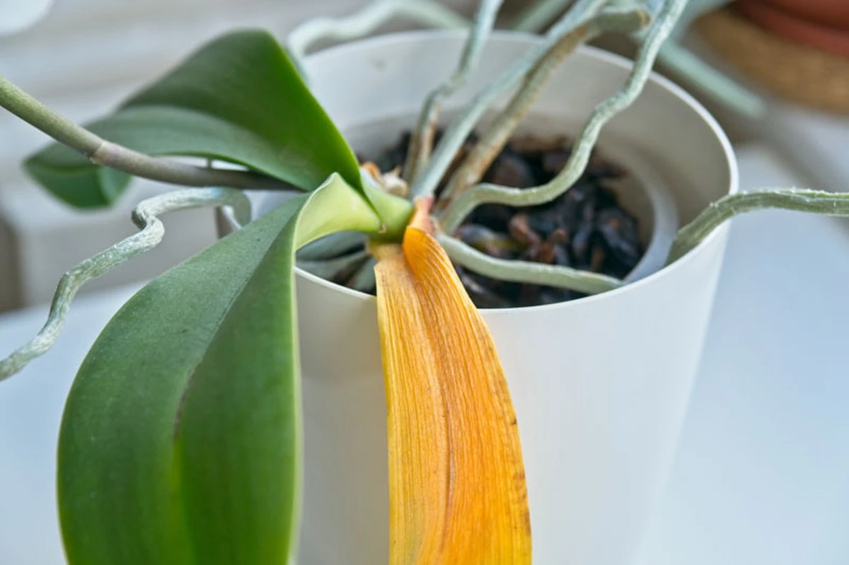 dlaczegolisciet-extra-1.webp Dlaczego liście Twojej orchidei żółkną? Poznaj 3 kluczowe sygnały i ratuj roślinę - image 1