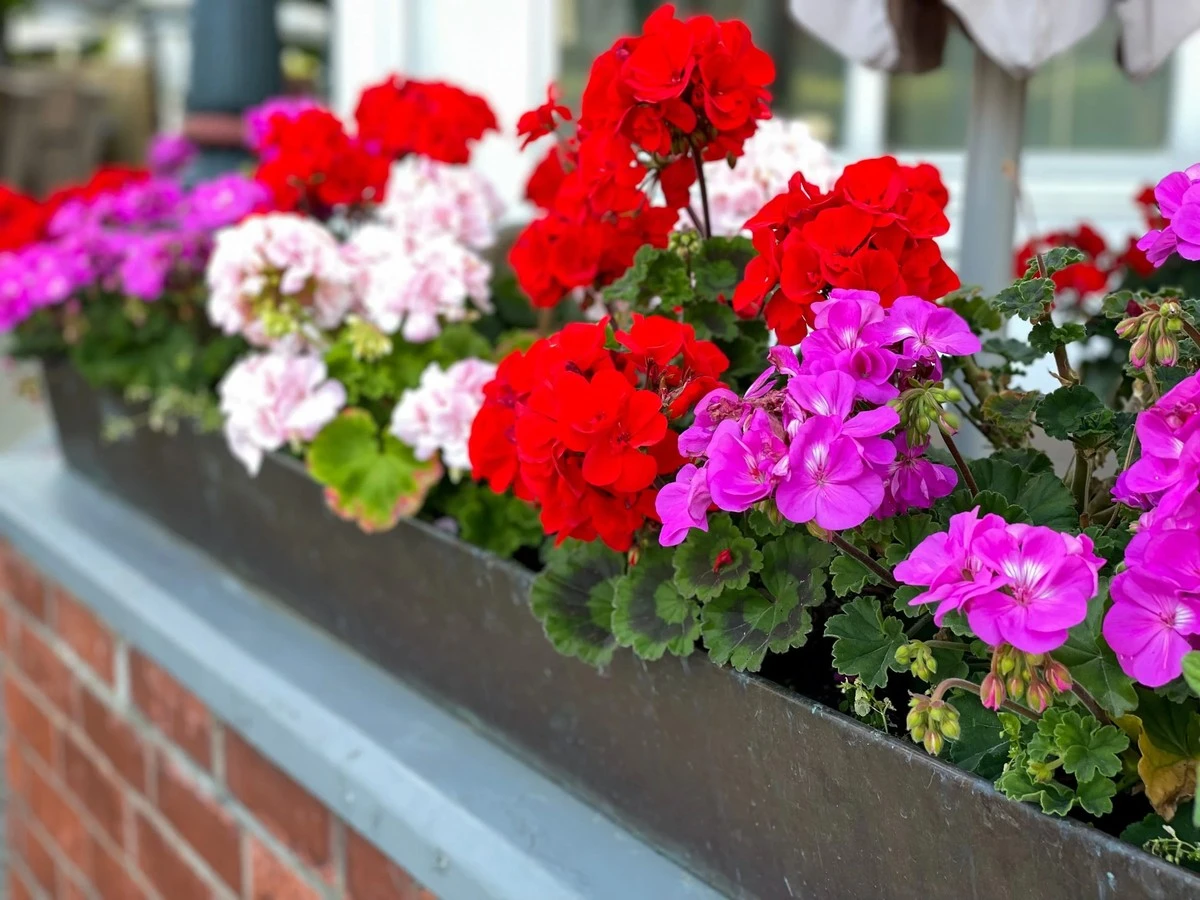 domowaodzywkadl-extra-1.webp Domowa odżywka dla pelargonii: sekret bujnego kwitnienia, o którym nie mówi się głośno. - image 1