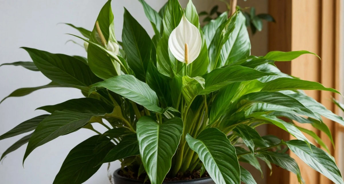 Domowy sposób na potężnego spathiphyllum: zobacz, jak uzyskać 3x więcej białych żagli
