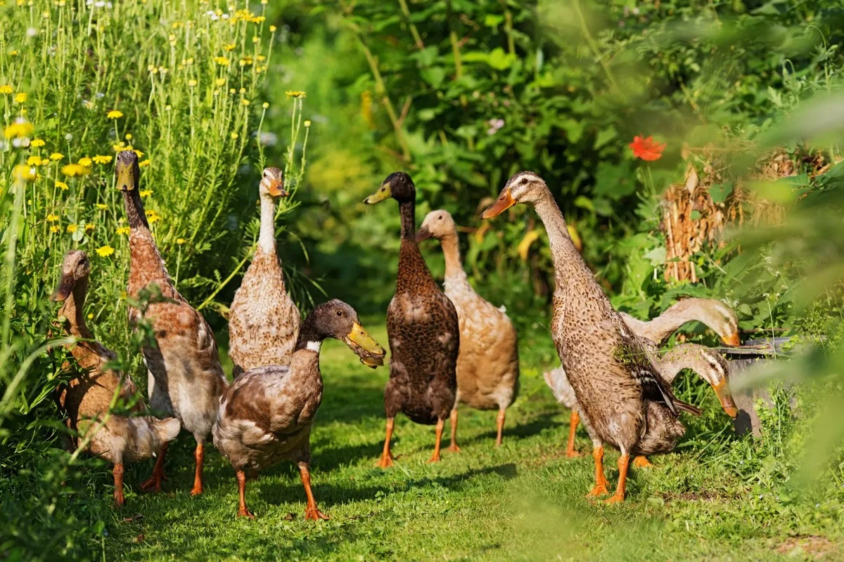 kaczkawogrodzie-extra-1.webp Kaczka w ogrodzie: sekretny trik, jak stworzyć raj dla ptaków i czystości - image 1