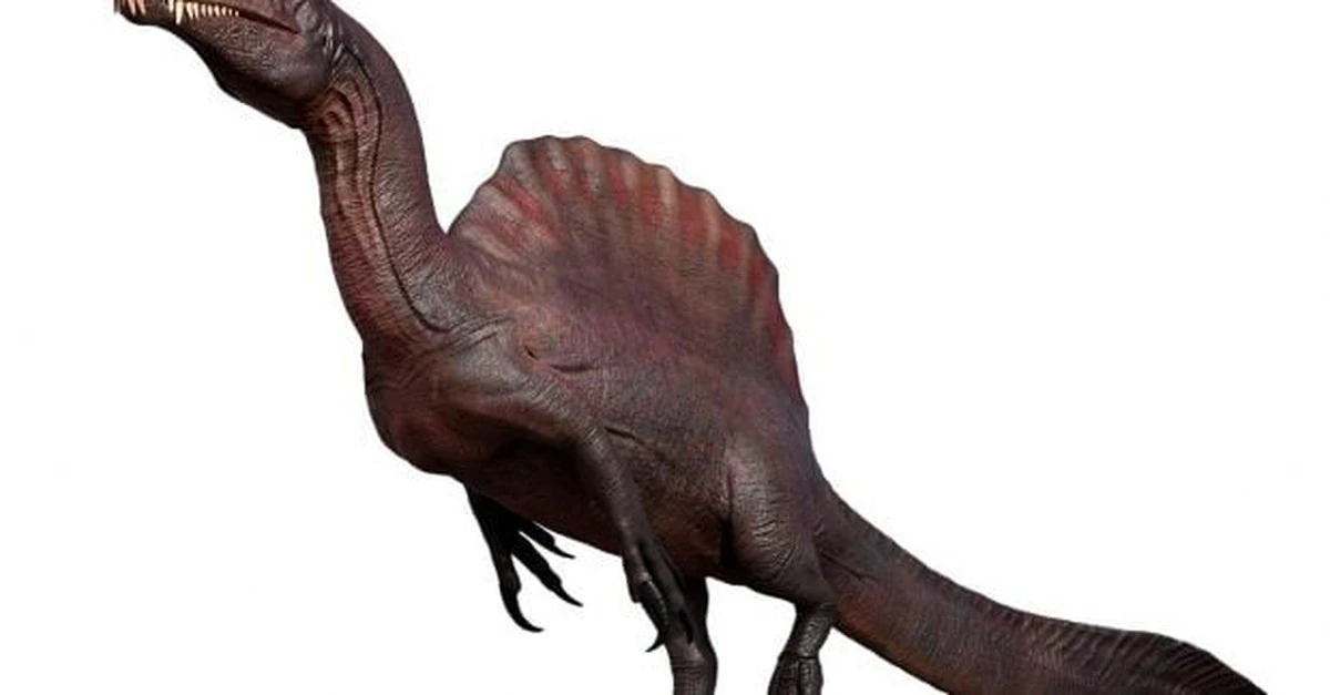 Spinozaur: gigantyczny łup z żaglem, który zmieniał nasze wyobrażenie o dinozaurach