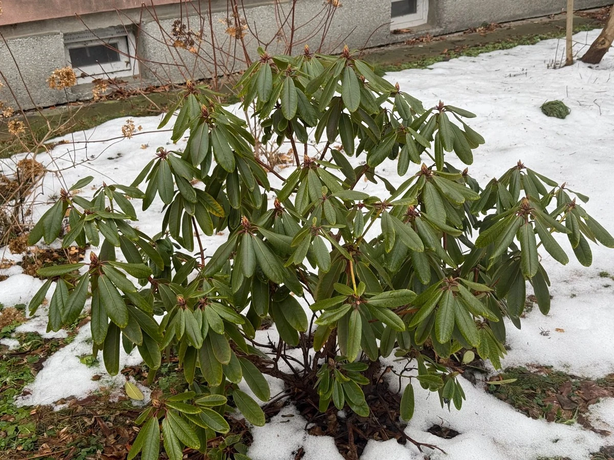 Rododendron po zimie: 6 kroków, by znów zachwycał kwieciem