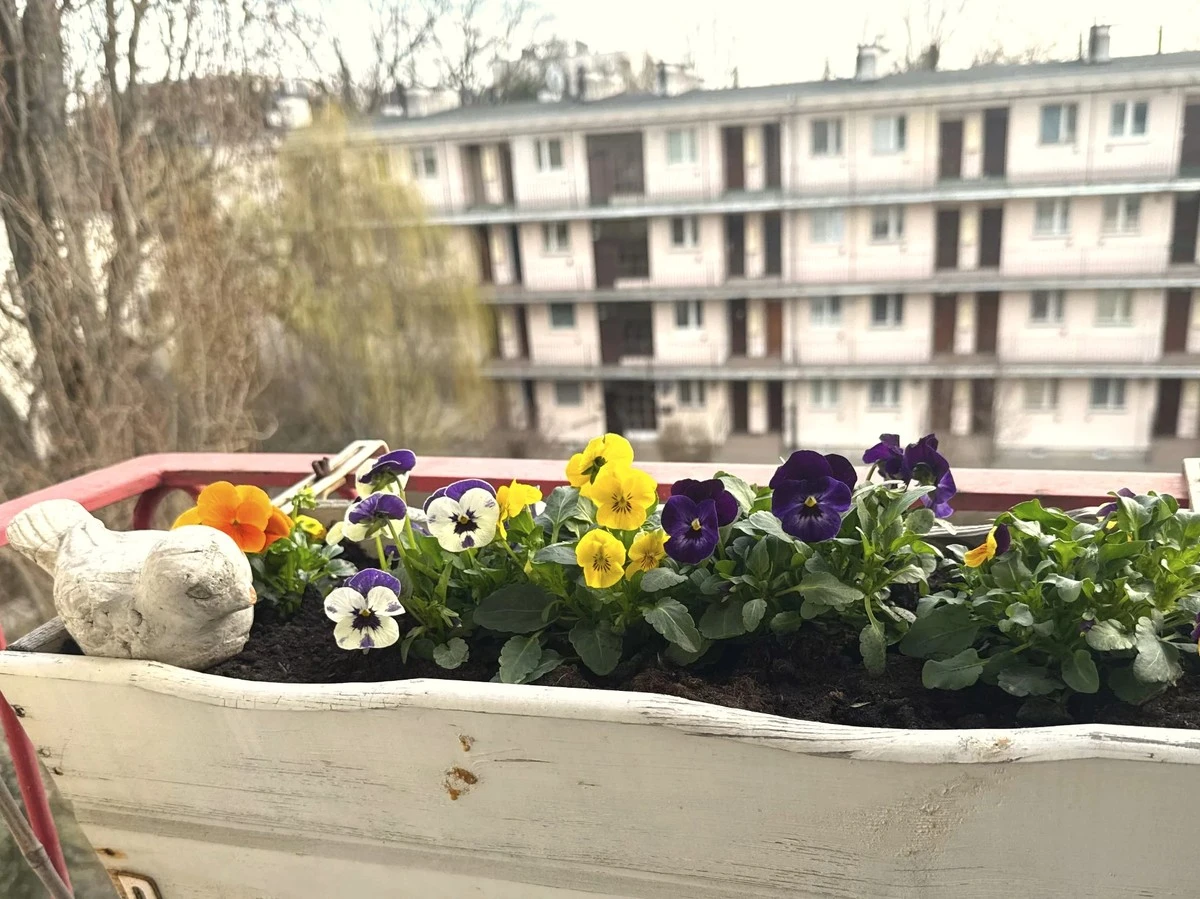 Zrób to z bratkami od razu po zakupie. Będą kwitły aż do jesieni