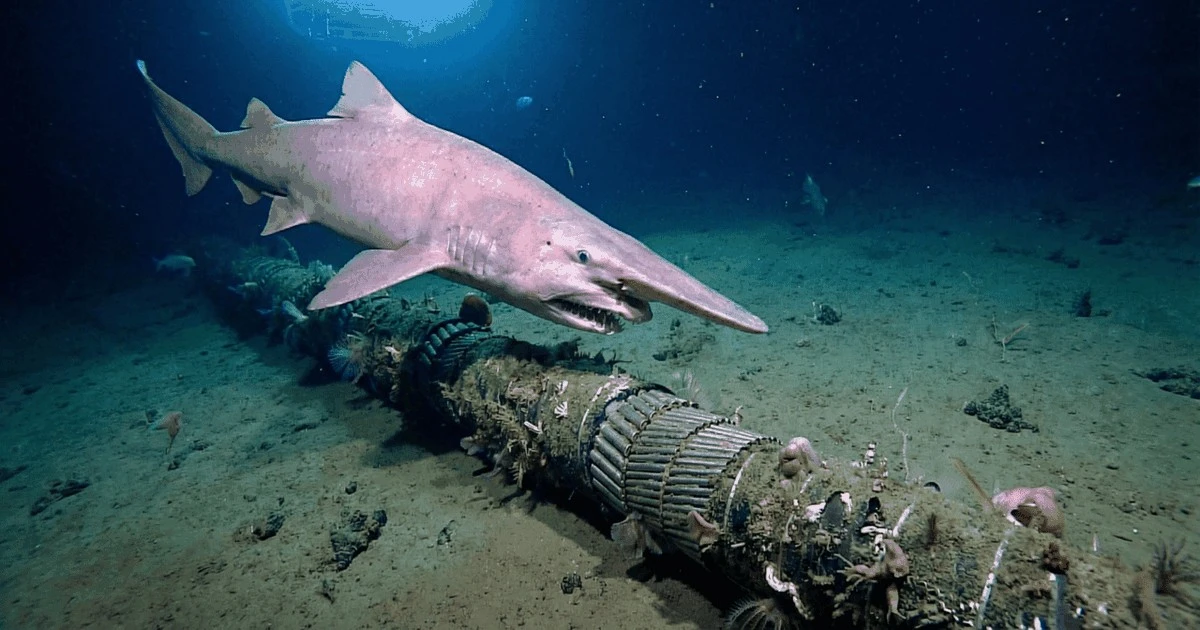 shark pink skin blade snout nail teeth submarine cables ocean internet connection damage companies technology