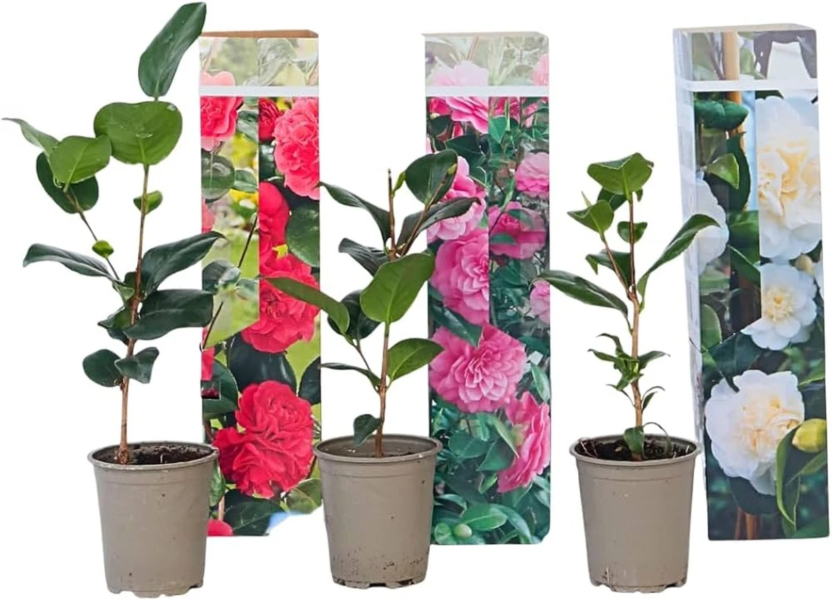 camelliajaponic-extra-1.webp Camellia japonica, czyli kwitnąca ozdoba na Twoim tarasie - image 1