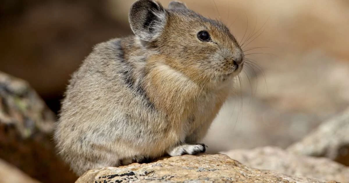 Pika: 7 zaskakujących faktów o małym ssaku, którego łatwo pomylić z gryzoniem