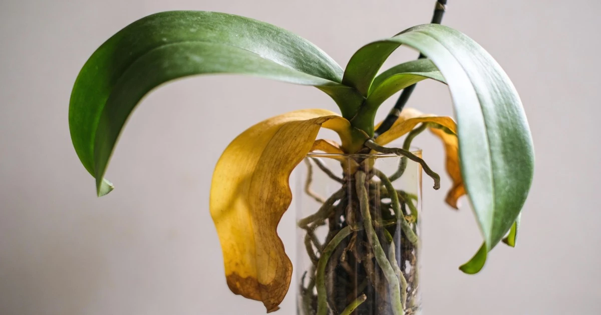 Dlaczego liście Twojej orchidei żółkną? Poznaj 3 kluczowe sygnały i ratuj roślinę