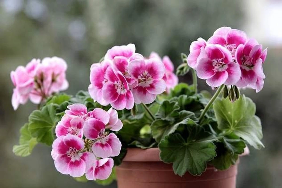 Tabletką z apteczki dla geranium? Ten prosty trik sprawi, że będą kwitnąć cały sezon - image 1