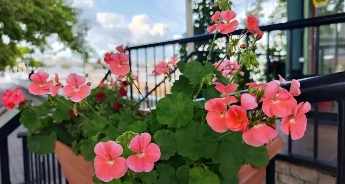 Domowa odżywka dla pelargonii: sekret bujnego kwitnienia, o którym nie mówi się głośno.