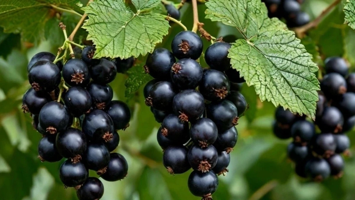 Porady agronoma: czarna porzeczka wielkości wiśni i obfitość owoców – 4 sekrety wiosennego cięcia