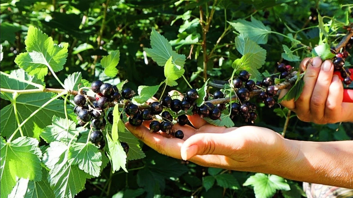Porady agronoma: czarna porzeczka wielkości wiśni i obfitość owoców – 4 sekrety wiosennego cięcia - image 1