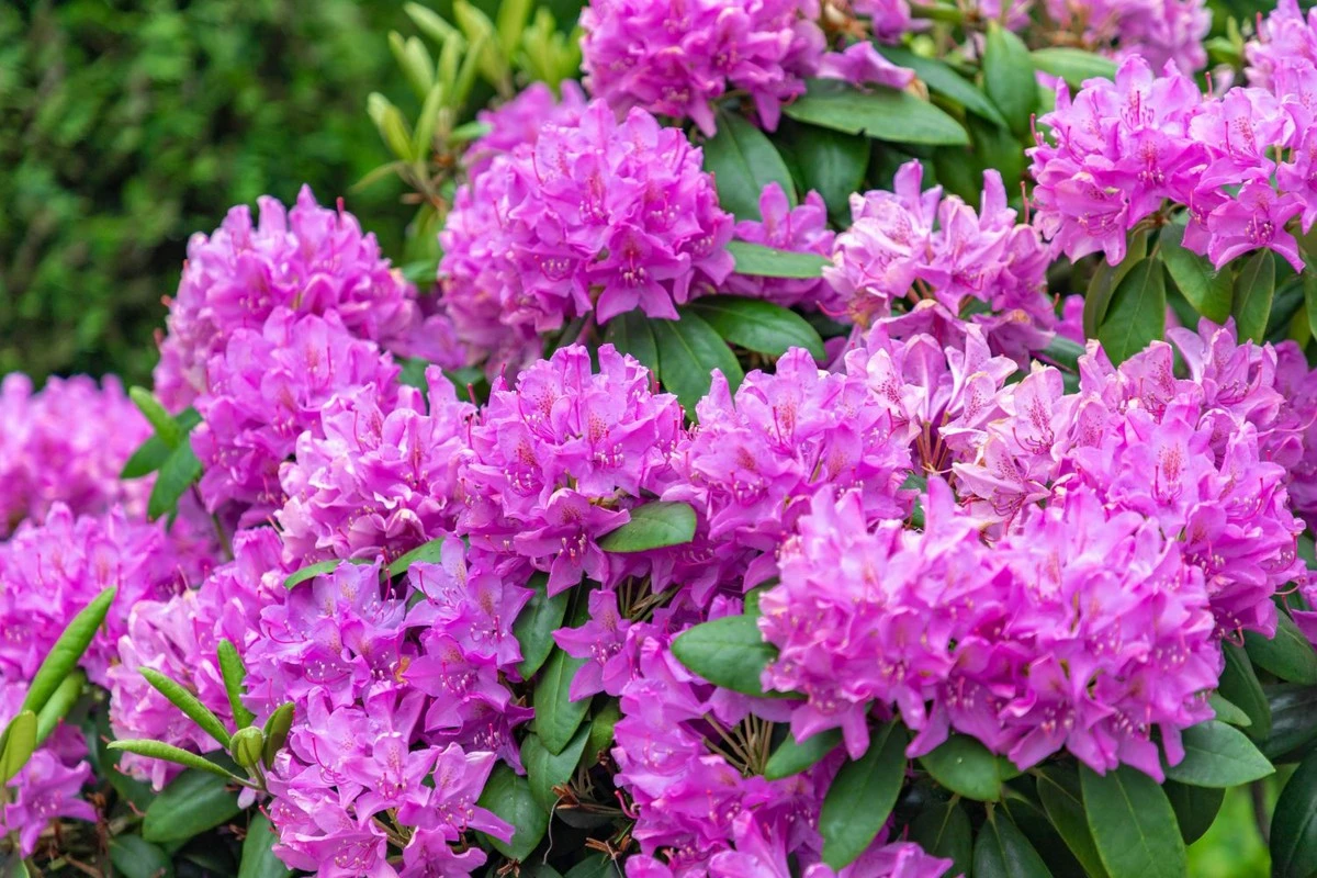Sekret luty: jak podlewać i nawozić rododendrony, by wiosną oszalały z kwitnienia - image 1