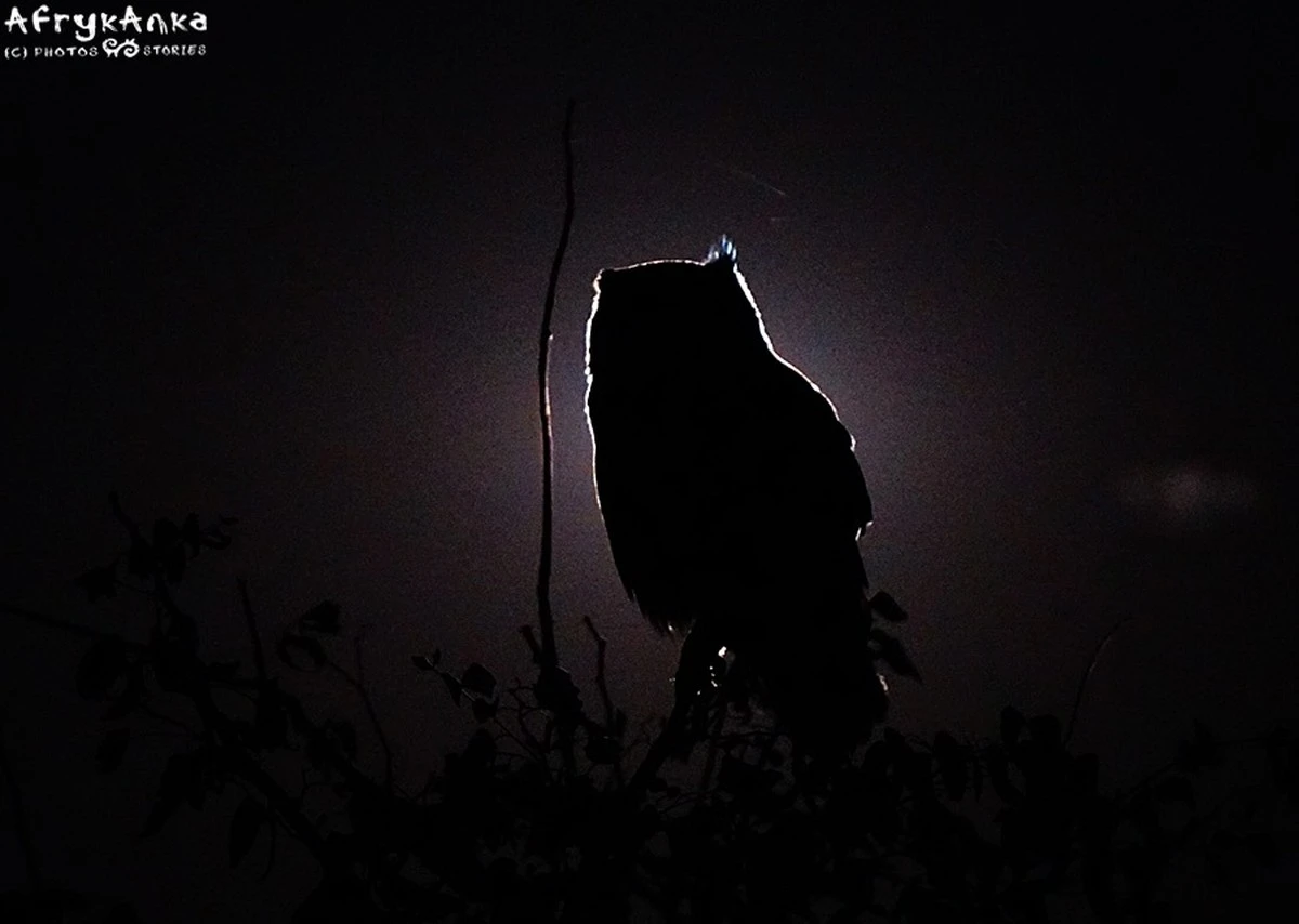 Czy sowa uwiła się na twoim dachu? Prawdziwe znaczenie nocnego krzyku - image 1