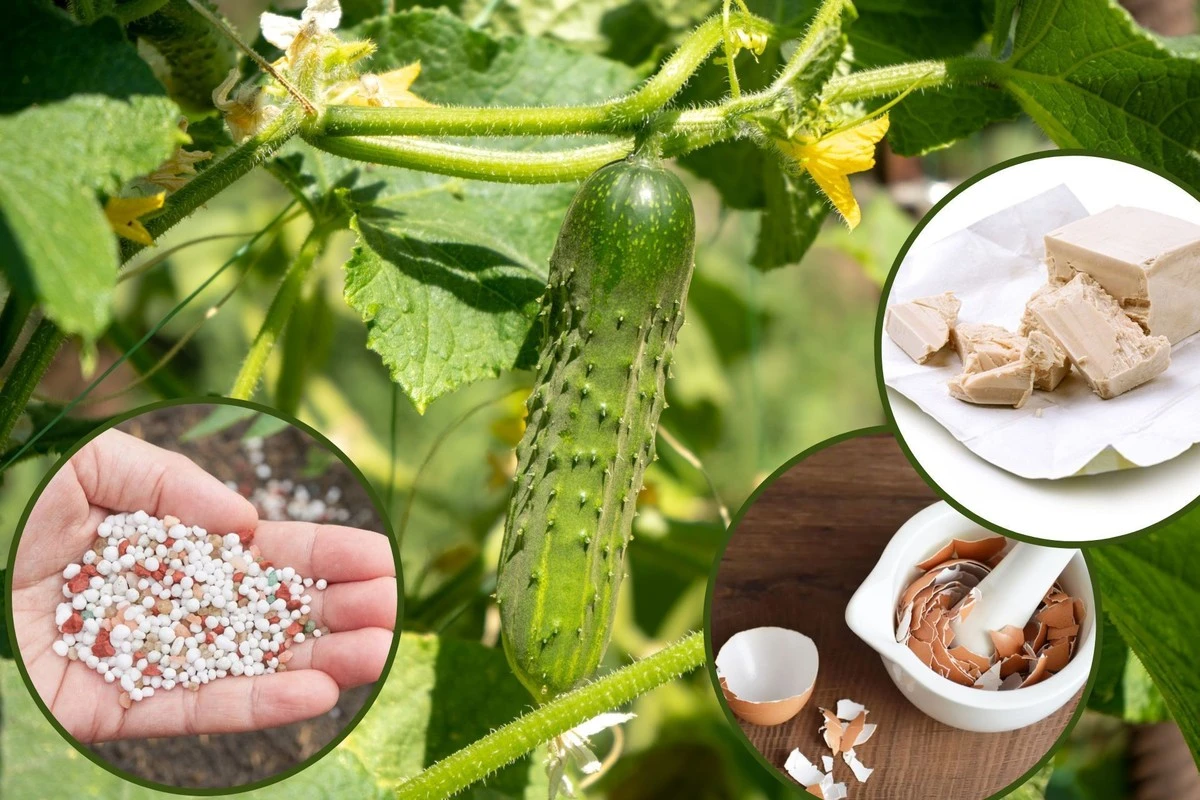 3 naturalne nawozy, które sprawią, że Twoje ogórki gruntowe będą rosły jak szalone - image 1