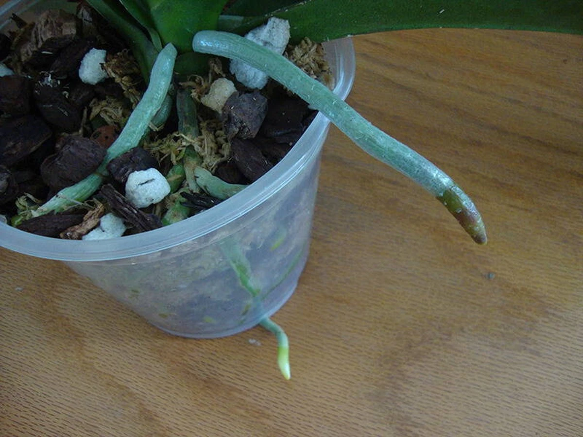 orchideawypuszc-extra-1.webp Orchidea wypuszcza korzenie z doniczki? Oto Twoja kluczowa pomyłka, przez którą przestanie kwitnąć - image 1