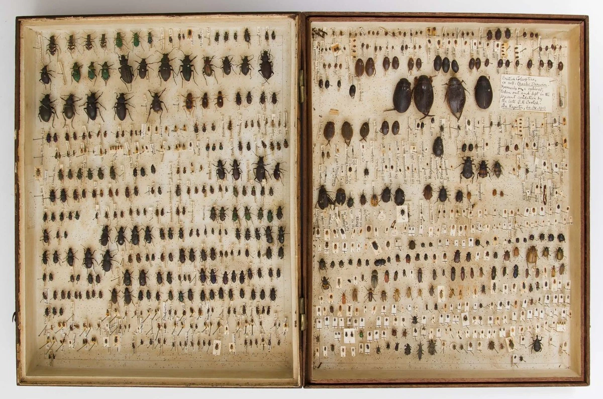 naukowcyodkryli-extra-1.webp Naukowcy odkryli tajemniczą mieszankę, w której Karol Darwin przechowywał swoje skarby - image 1