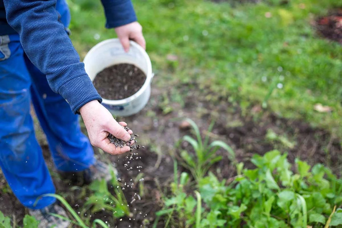 Domowy nawóz z orzechów i kurkumy: Sekret większych plonów warzyw - image 1