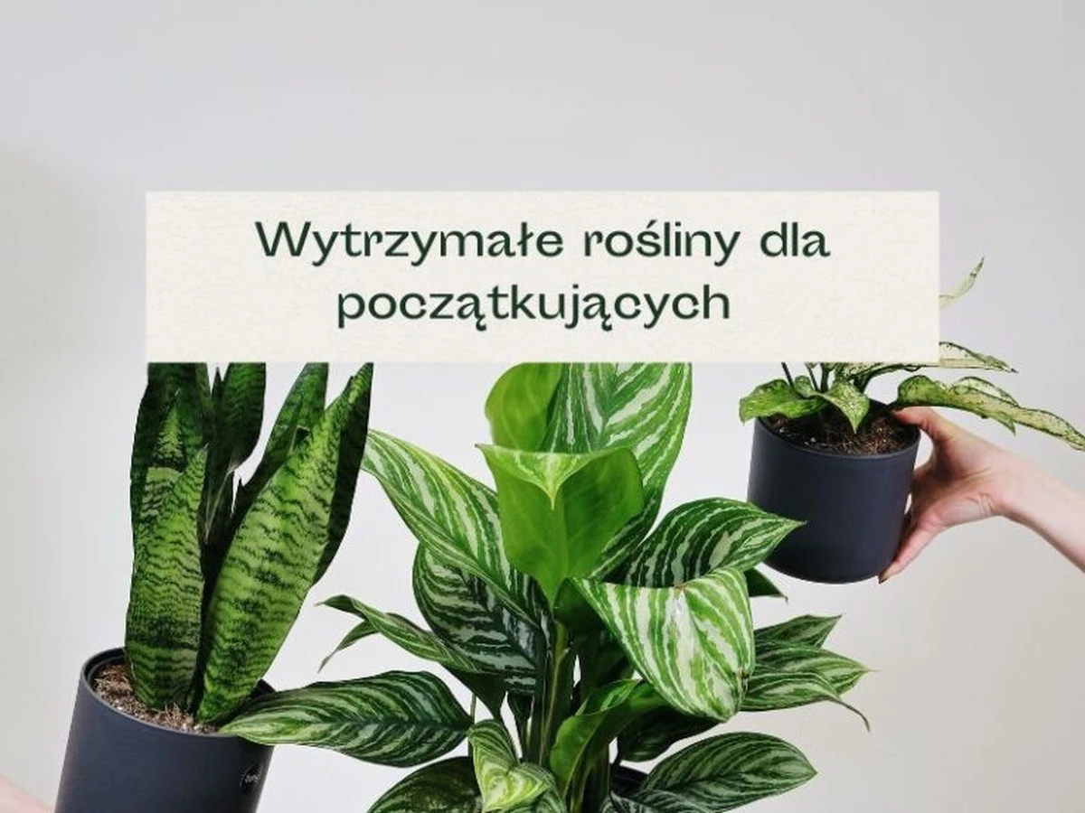 twojazielonapie-extra-1.webp Twoja zielona piękność będzie kwitnąć cały rok. Poznaj sekret na idealnie zielone liście. - image 1