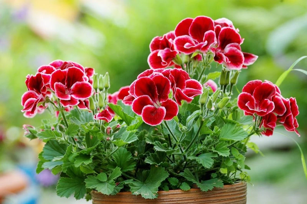 Domowy sposób na bujne kwitnienie pelargonii: 1 szklanka na doniczkę, a zobaczysz różnicę! - image 1