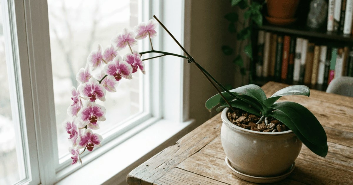 Phalaenopsis czy Cattleya? Zrozum, która orchidea NAPRAWDĘ przetrwa w Twoim mieszkaniu