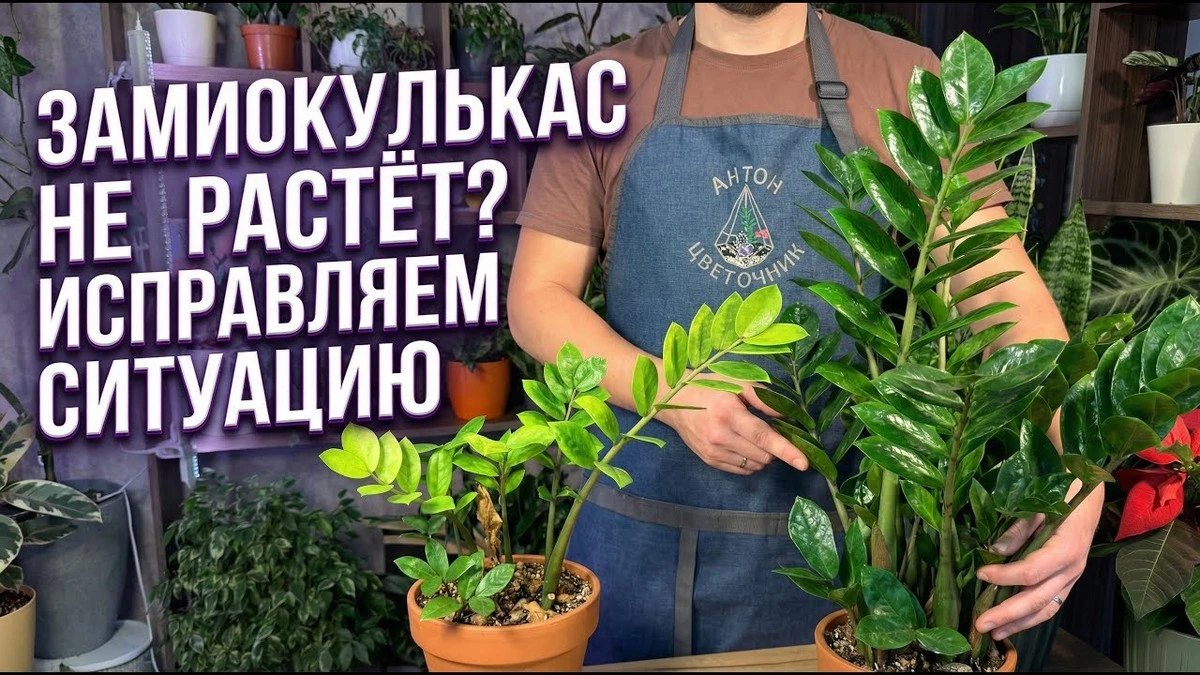 zamiokulkaswypu-extra-1.webp Zamiokulkas wypuści 3 nowe pędy dziennie: 1 łyżeczka na litr wody, a Twoje