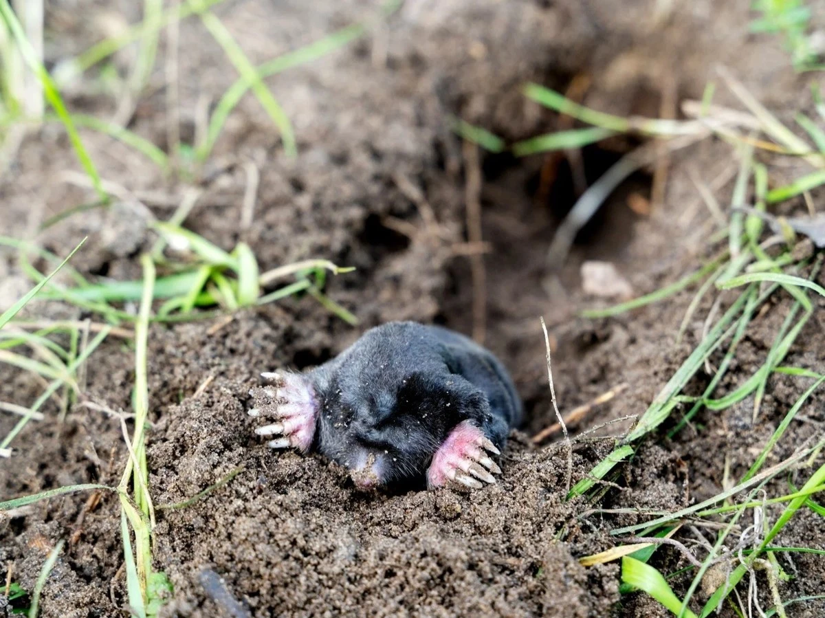 Zwiń w kulkę i wrzuć do kopca. Ten zapach skutecznie wypłoszy kreta z Twojego ogrodu