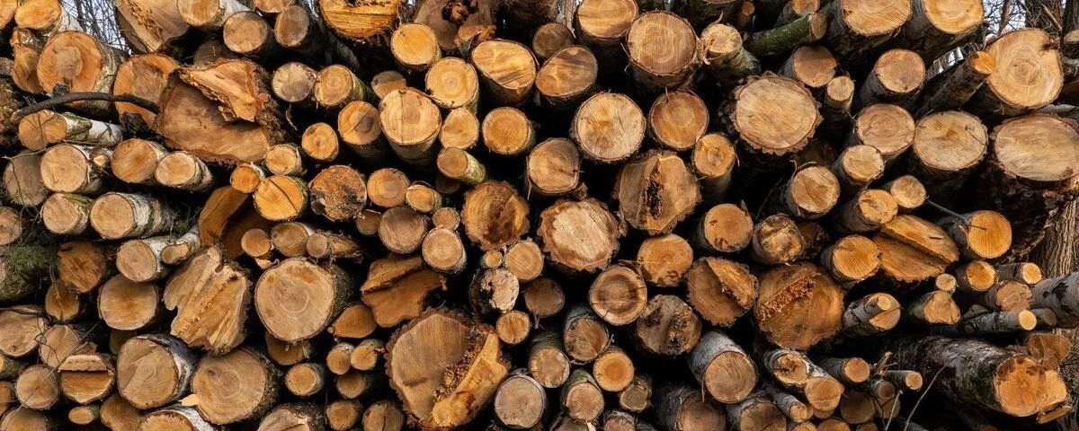 Od pnia do ognia: Sekret regionalnego drewna opałowego w Dolnej Saksonii