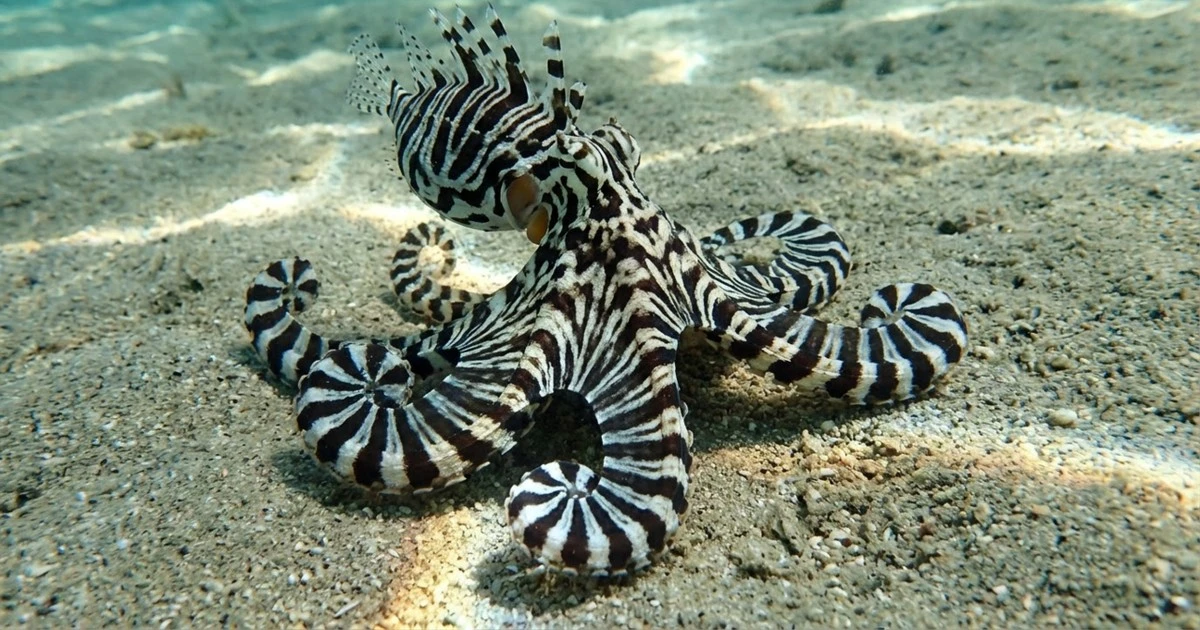 Ośmiornica jak zebra: mistrz kamuflażu, który myli drapieżniki na dnie morza