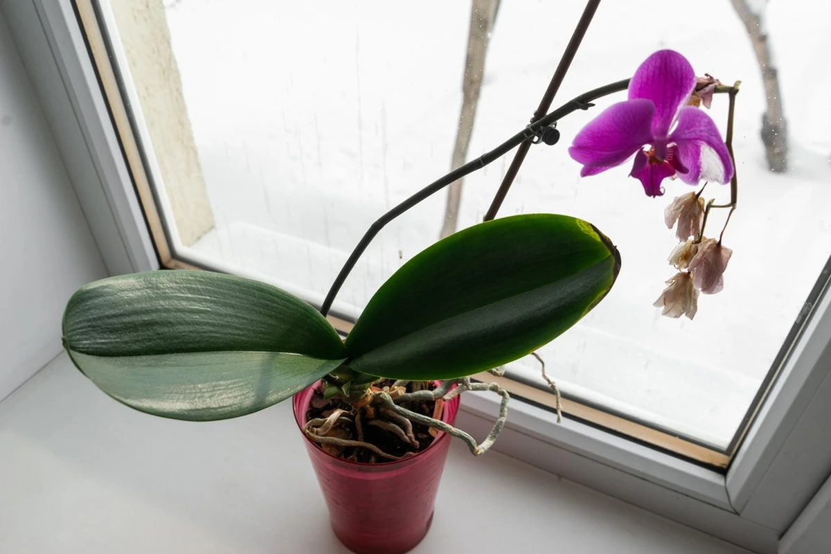 Orchidea wypuszcza korzenie z doniczki? Oto Twoja kluczowa pomyłka, przez którą przestanie kwitnąć