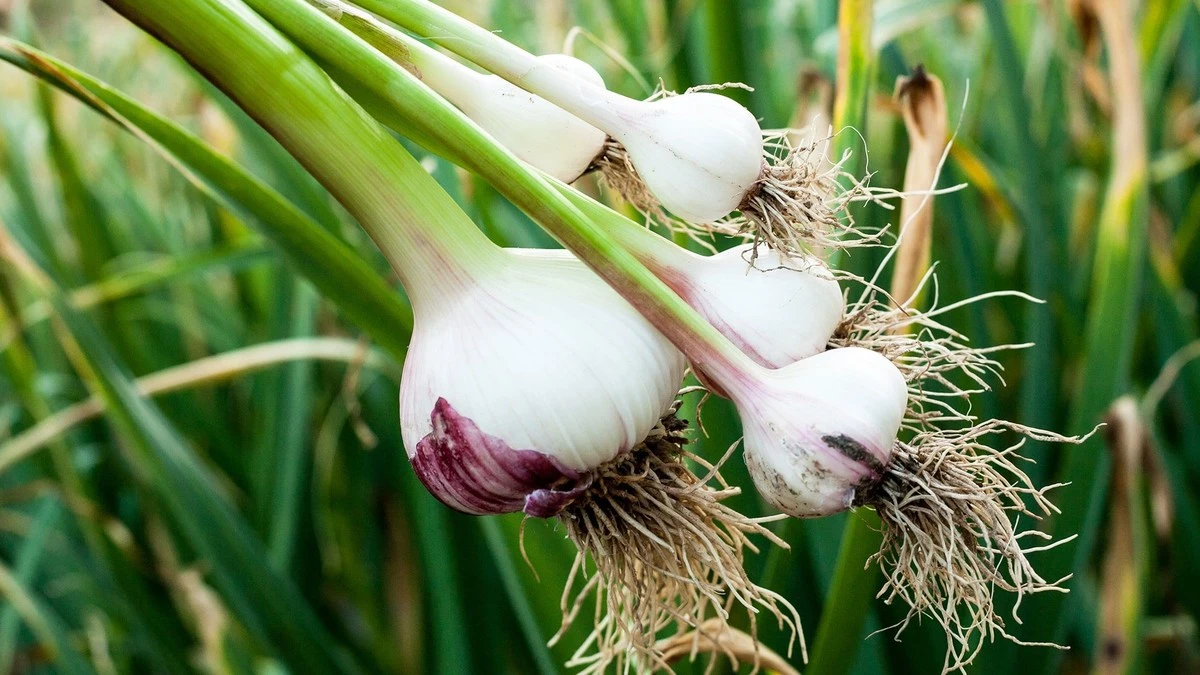 Dwie łyżki na wiadro - czosnek rośnie jak szalony: ani jednego żółtego liścia, a główki wielkości pięści - image 1