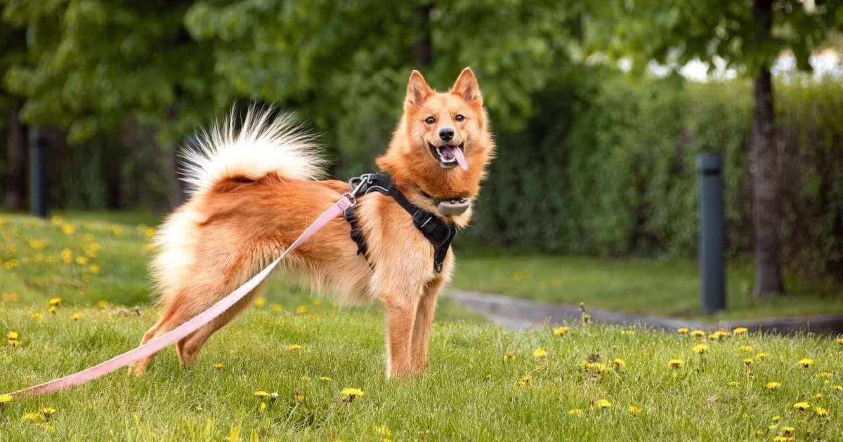 Spitz fiński: Pielęgnacja, charakter i wychowanie psa z Finlandii