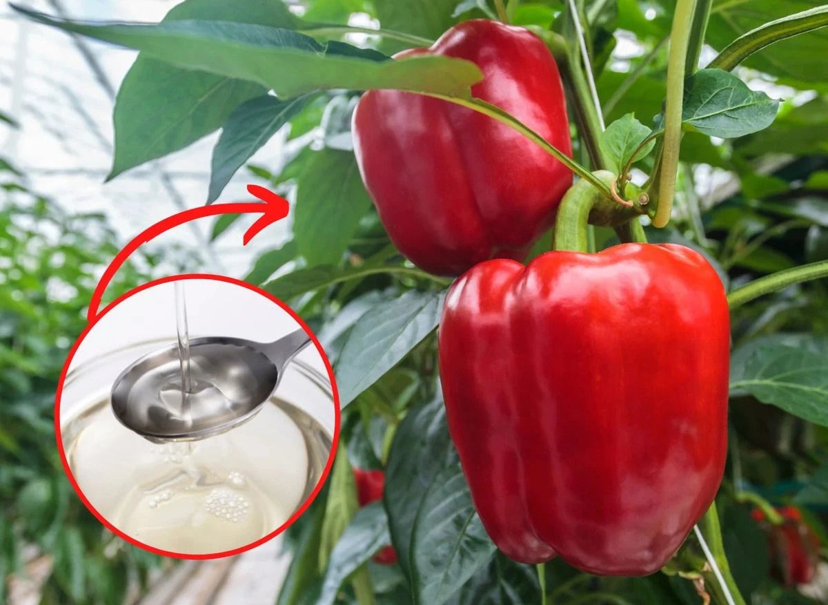 jednaszklankapo-extra-1.webp Jedna szklanka pod każdy krzak – i papryka wielka jak kabaczki: sprawdzony schemat nawożenia dla obfitych plonów - image 1