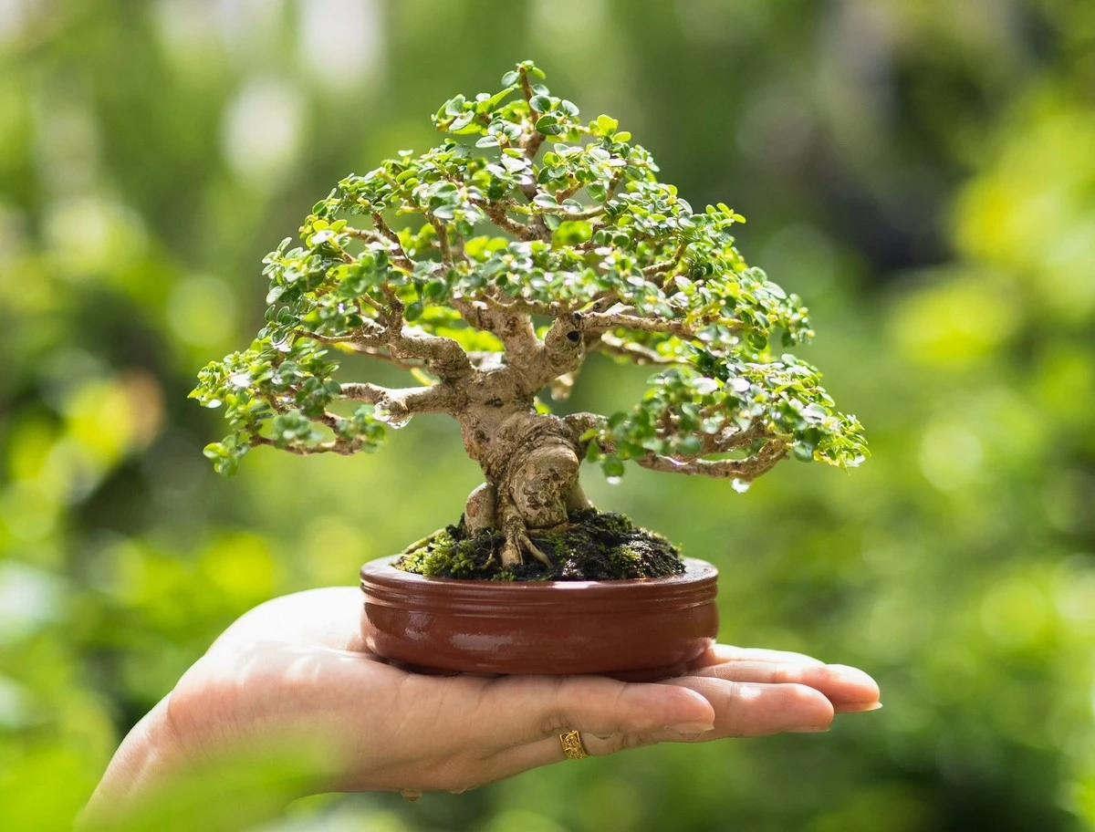 sekretjaponskic-extra-1.webp Sekret japońskich ogrodników: dlaczego ich miniaturowe drzewka nie giną w małych doniczkach? - image 1
