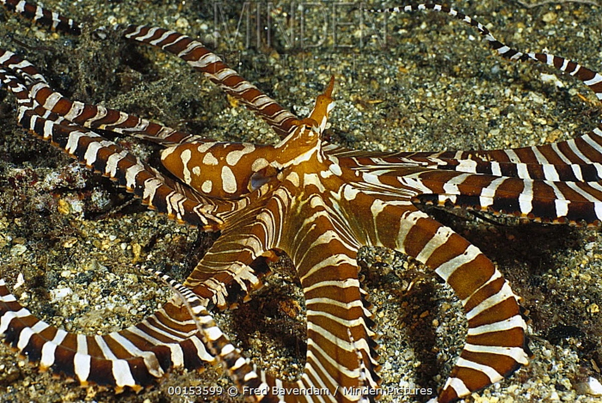 Ośmiornica jak zebra: mistrz kamuflażu, który myli drapieżniki na dnie morza - image 1