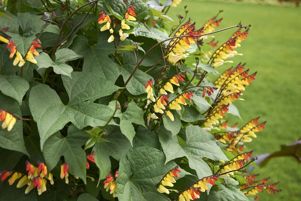 andeanvinetakes-extra-1.webp Andean vine takes over Polish fences: A green wall of tasty, crunchy fruits in weeks - image 1