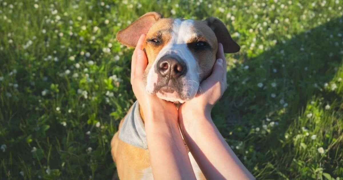 6 sposobów na oswojenie "psa z charakterem" – odzyskaj spokój w domu