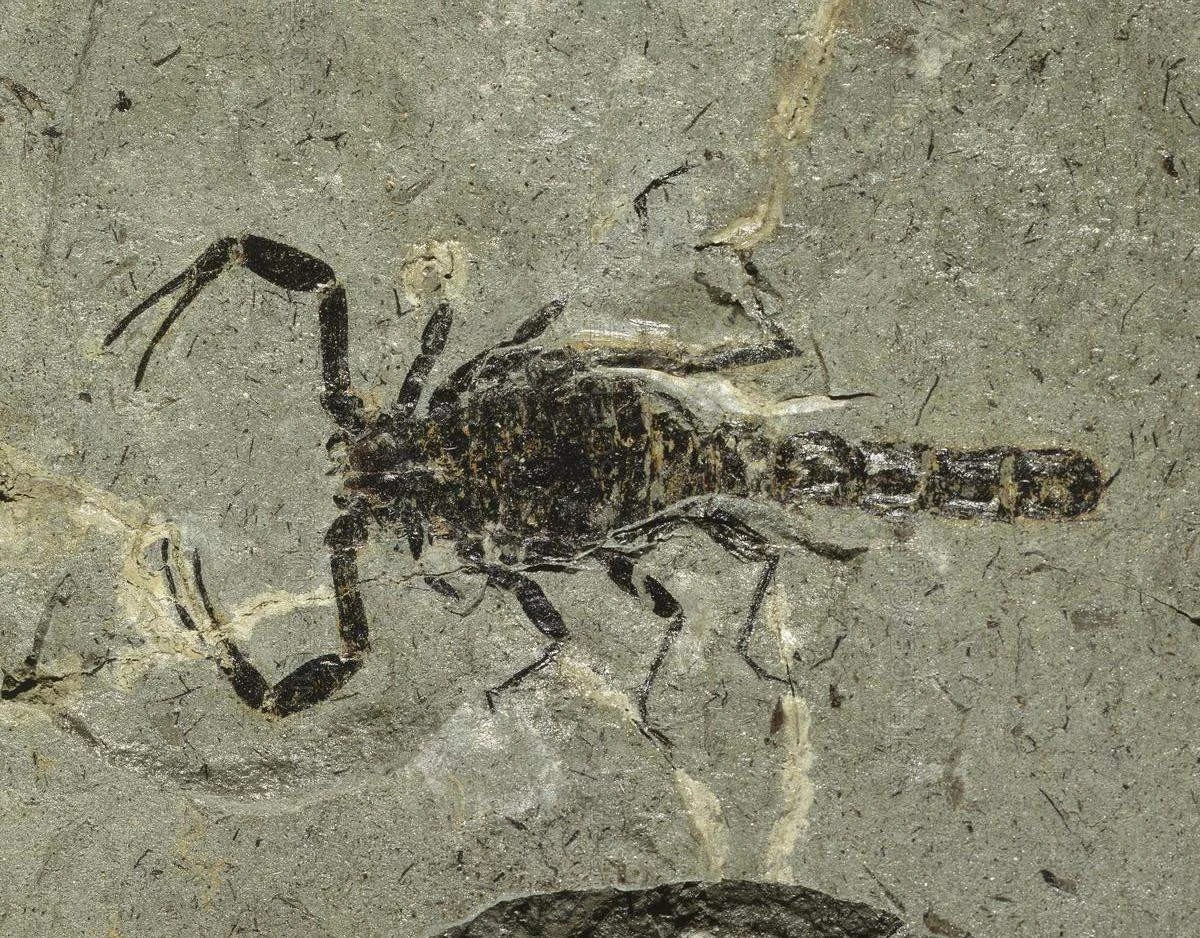 Odkrycie w Chinach: Jak pradawny skorpion sprzed 125 milionów lat rzuca nowe światło na życie w epoce dinozaurów - image 1