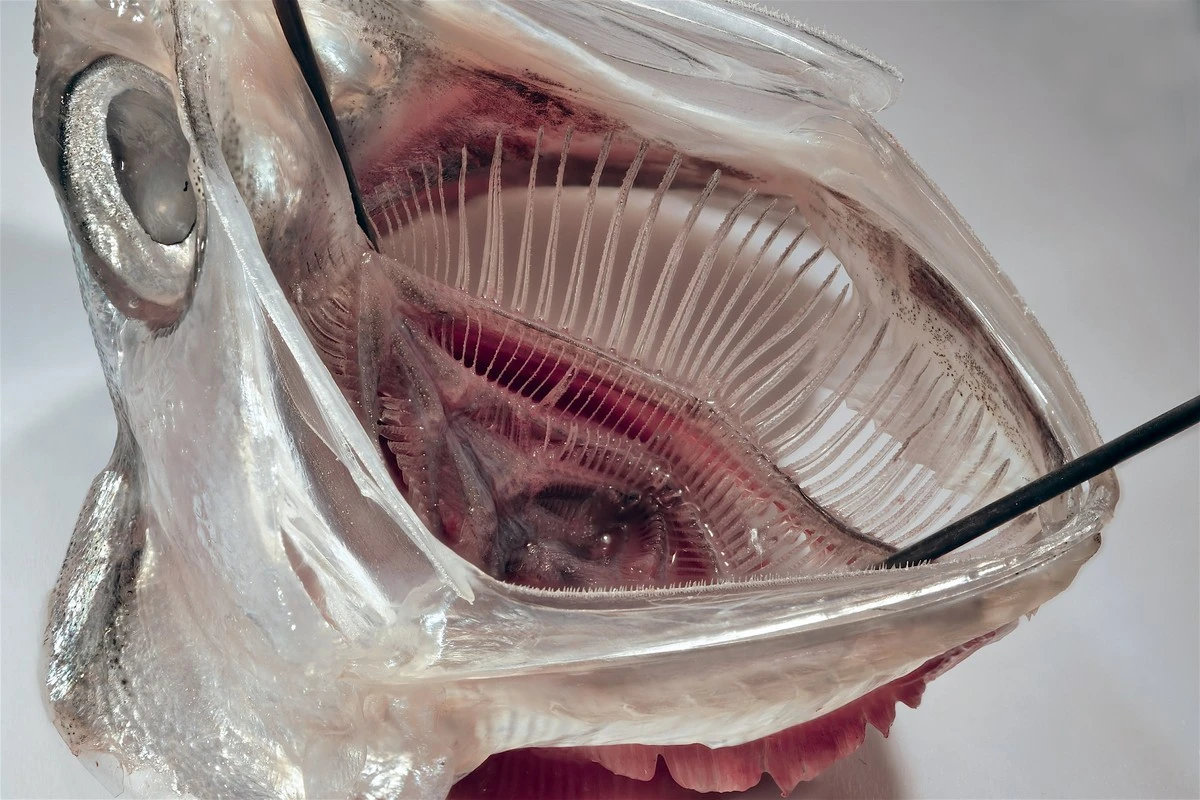 filtrjakskrzela-extra-1.webp Filtr jak skrzela ryby wyłapuje 99% mikroplastiku z Twoich ubrań - image 1