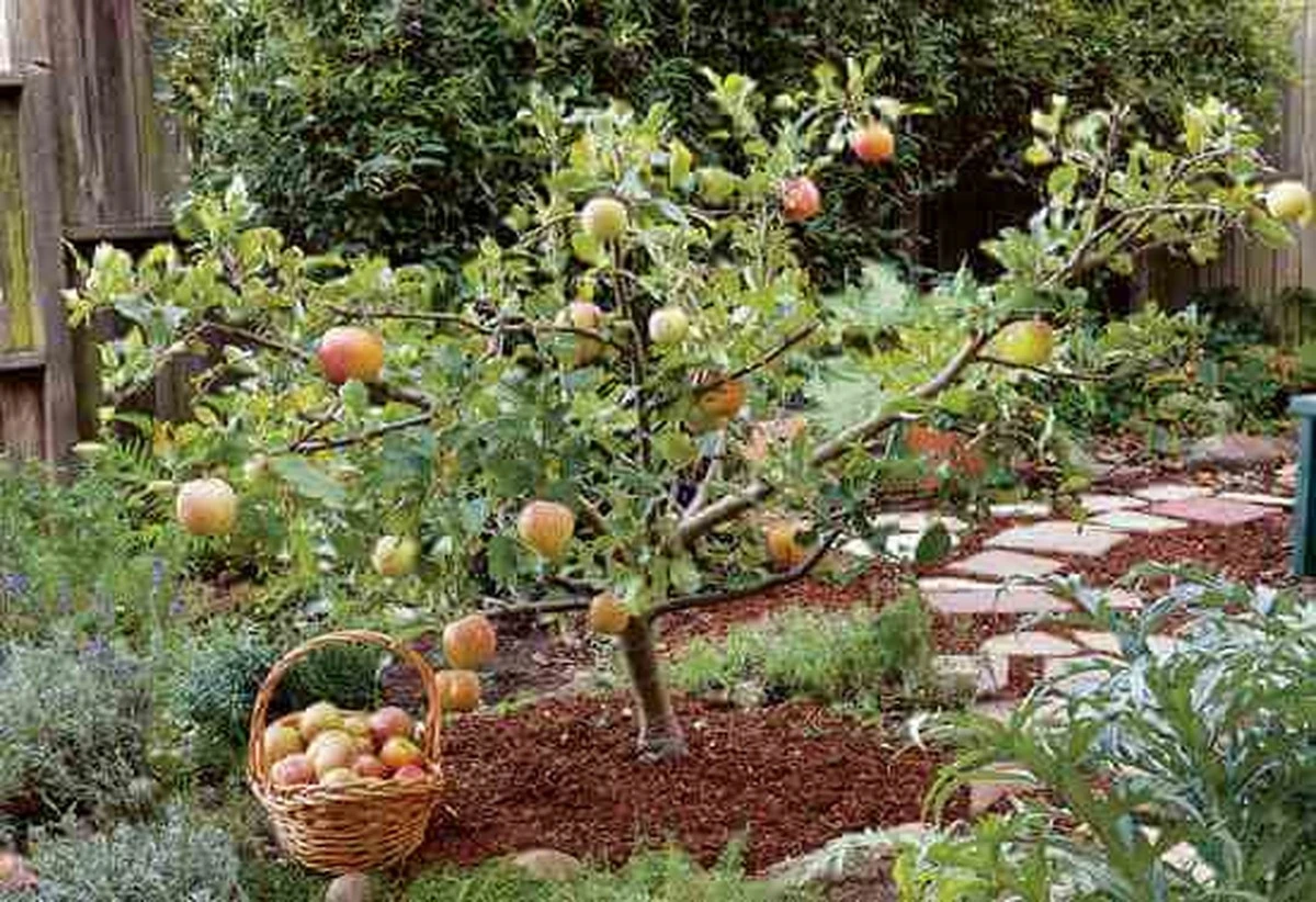 Plum Dwarf: The Perfect Fruit Tree for Small Gardens That Won
