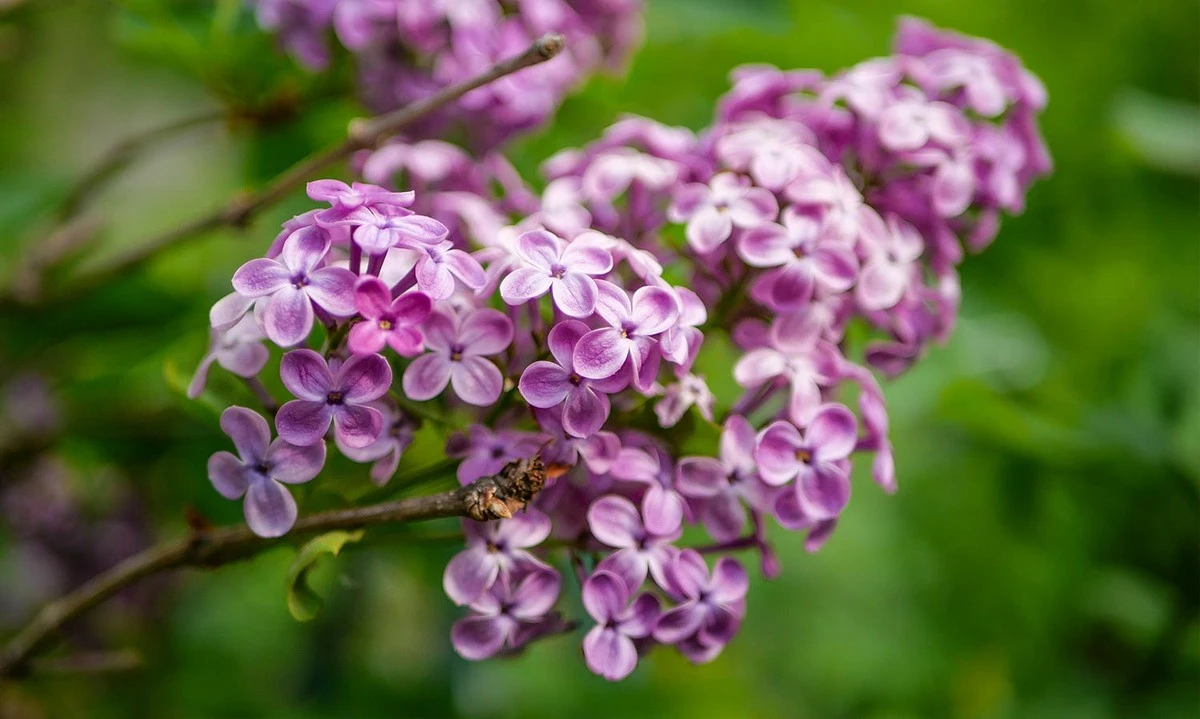Ten zapach jest jak naturalna bariera przed szkodnikami. Jak stworzyć żywopłot, który ochroni Twój ogród i uprzyjemni relaks? - image 1