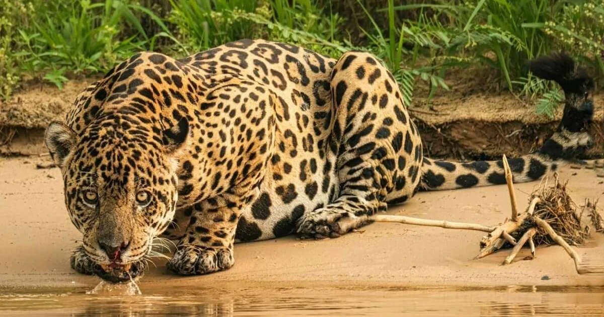 7 kluczowych różnic między lampartem a jaguarem. Jedna cecha jest zadziwiająca!