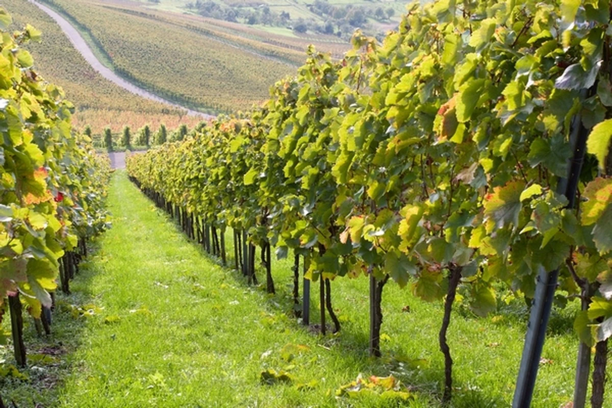winogronawgirla-extra-1.webp Winogrona w girlandach: sekret wyrafinowania i słodyczy, o którym warto wiedzieć - image 1