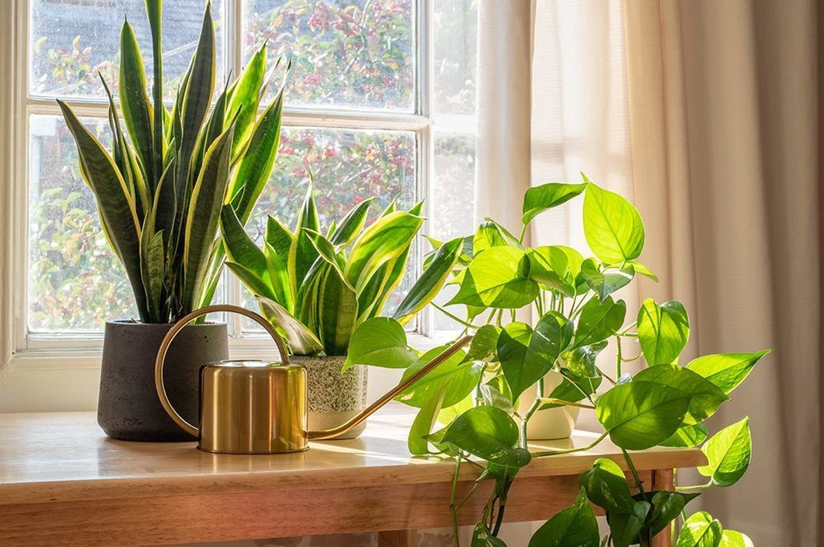 Peperomia zamiast sansewierii: ta roślina zrewolucjonizuje Twój parapet - image 1