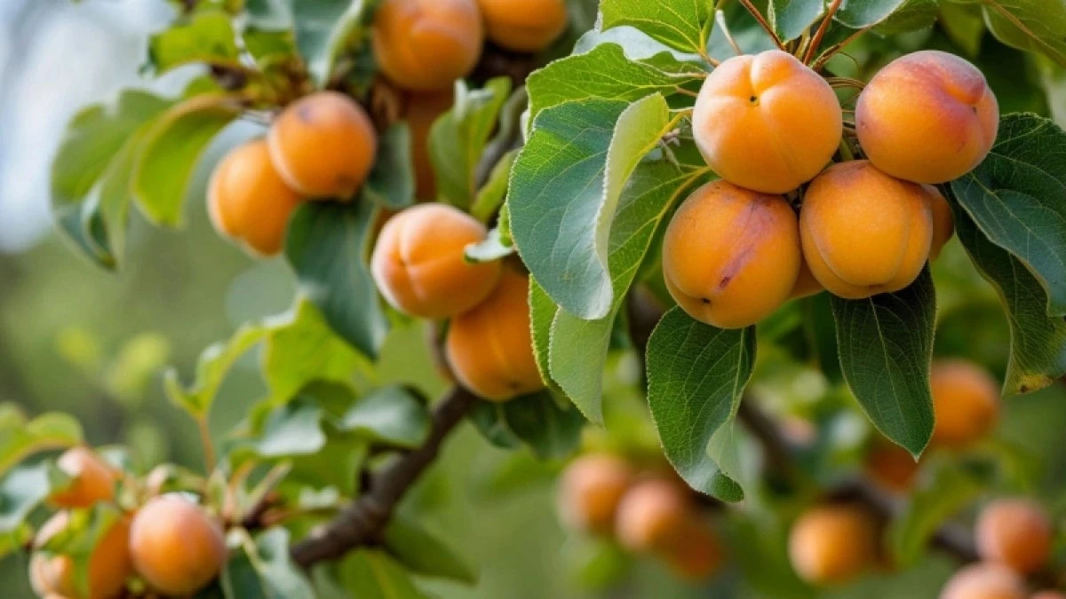 Подкопаj tak ogród w marcu – morele urosną większe niż jabłka i słodsze niż mango