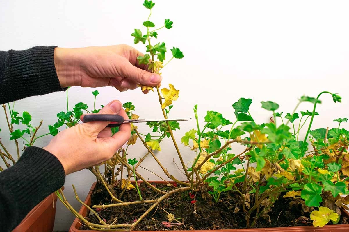 geraniumpotrzeb-extra-1.webp Geranium potrzebuje Twojej interwencji. Szybka procedura w lutym, by latem zakwitła obficie - image 1
