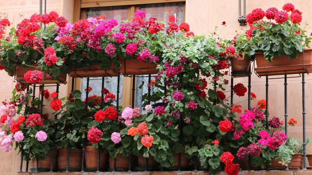 Najpiękniejszy balkon w ulicy? Oto sekret sąsiadki, który odmieni Twój taras - image 1