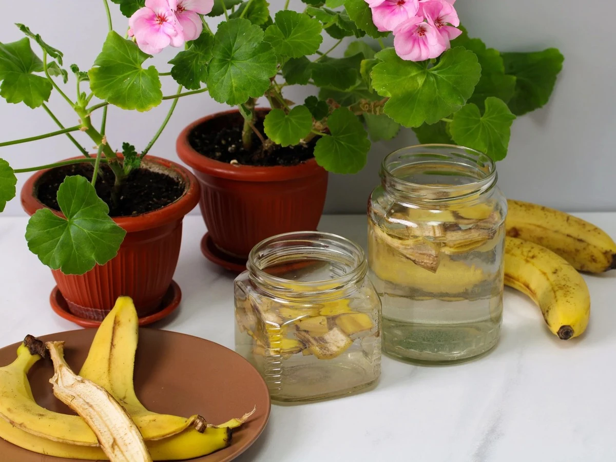 Domowy nawóz z bananów: sekret bujnych roślin i obfitego kwitnienia